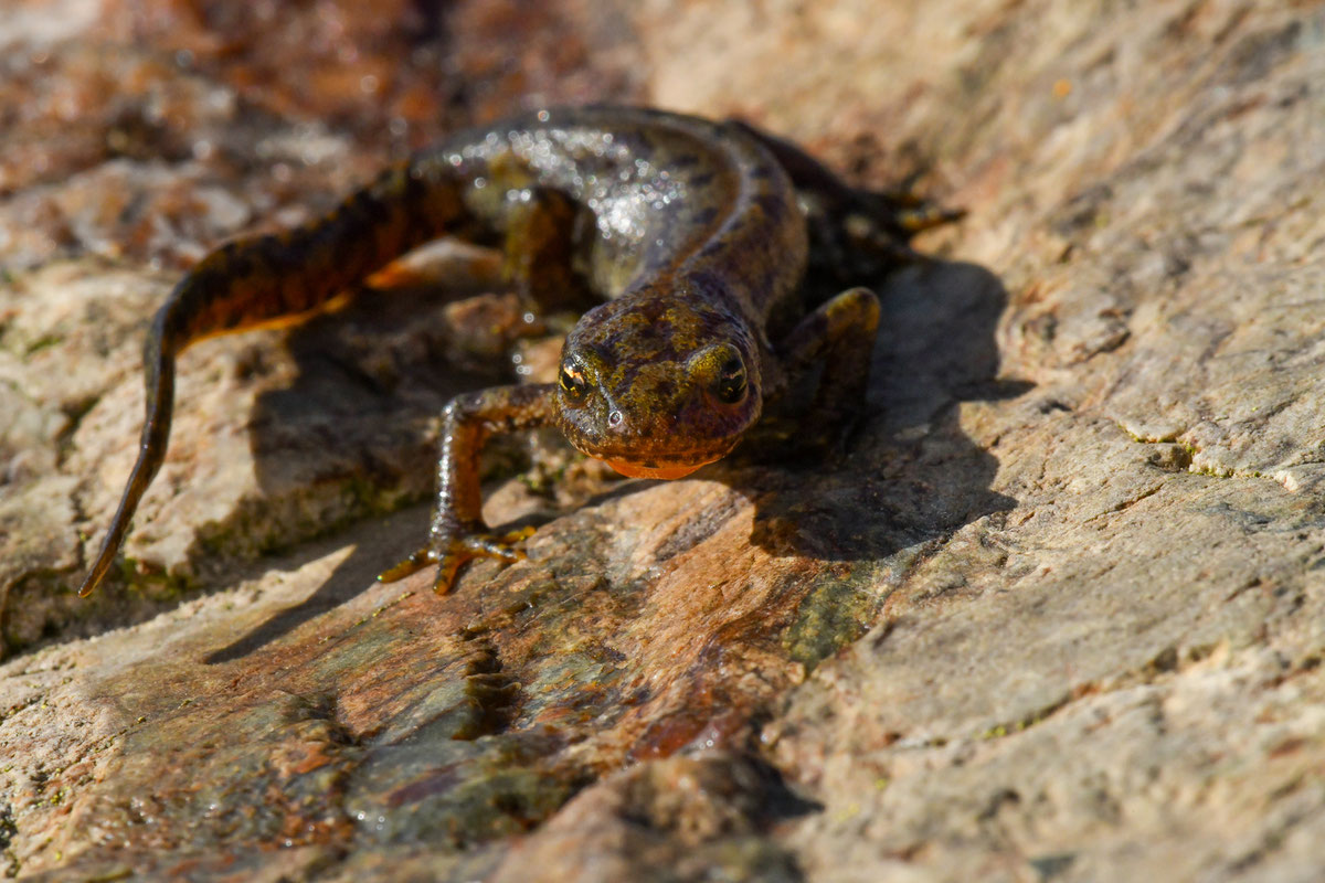 Ichythyosaura alpestris reiseri (Werner, 1902) na Prokoškom jezeru