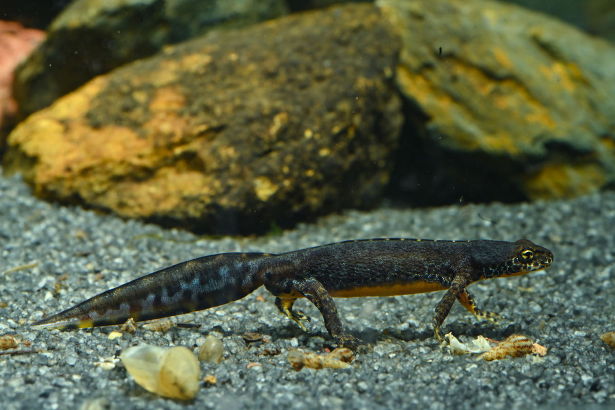 Ichythyosaura alpestris reiseri (Werner, 1902) u Zemaljskom muzeju BiH 4