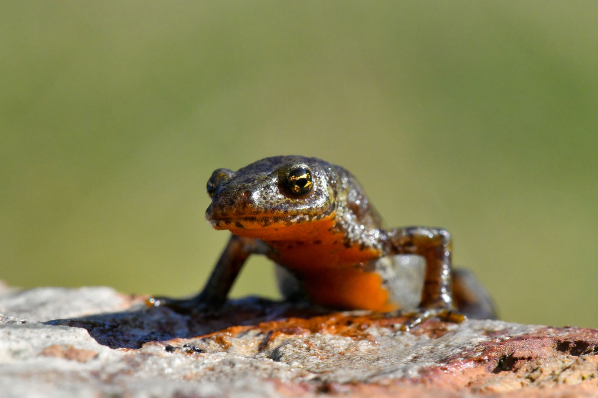 Ichythyosaura alpestris reiseri (Werner, 1902) na Prokoškom jezeru 2