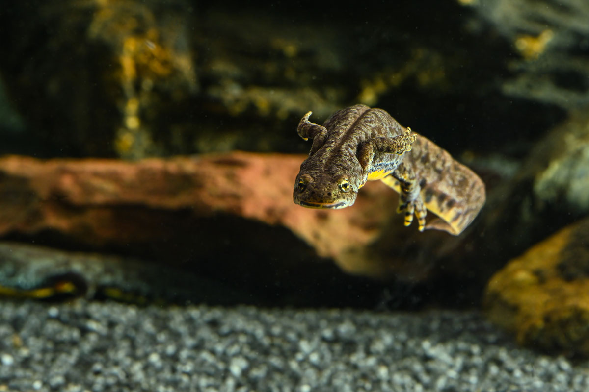 Ichythyosaura alpestris reiseri (Werner, 1902) u Zemaljskom muzeju BiH