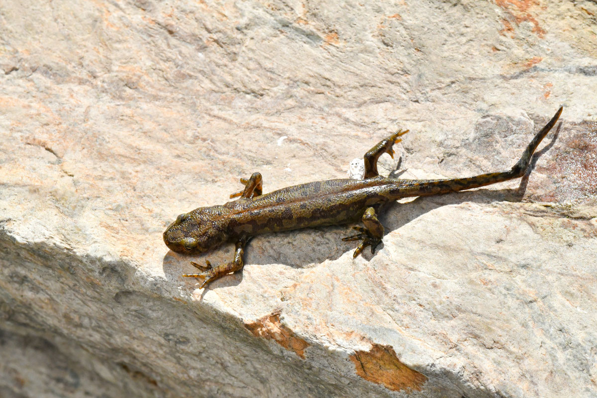 Ichythyosaura alpestris reiseri (Werner, 1902) na Prokoškom jezeru 3