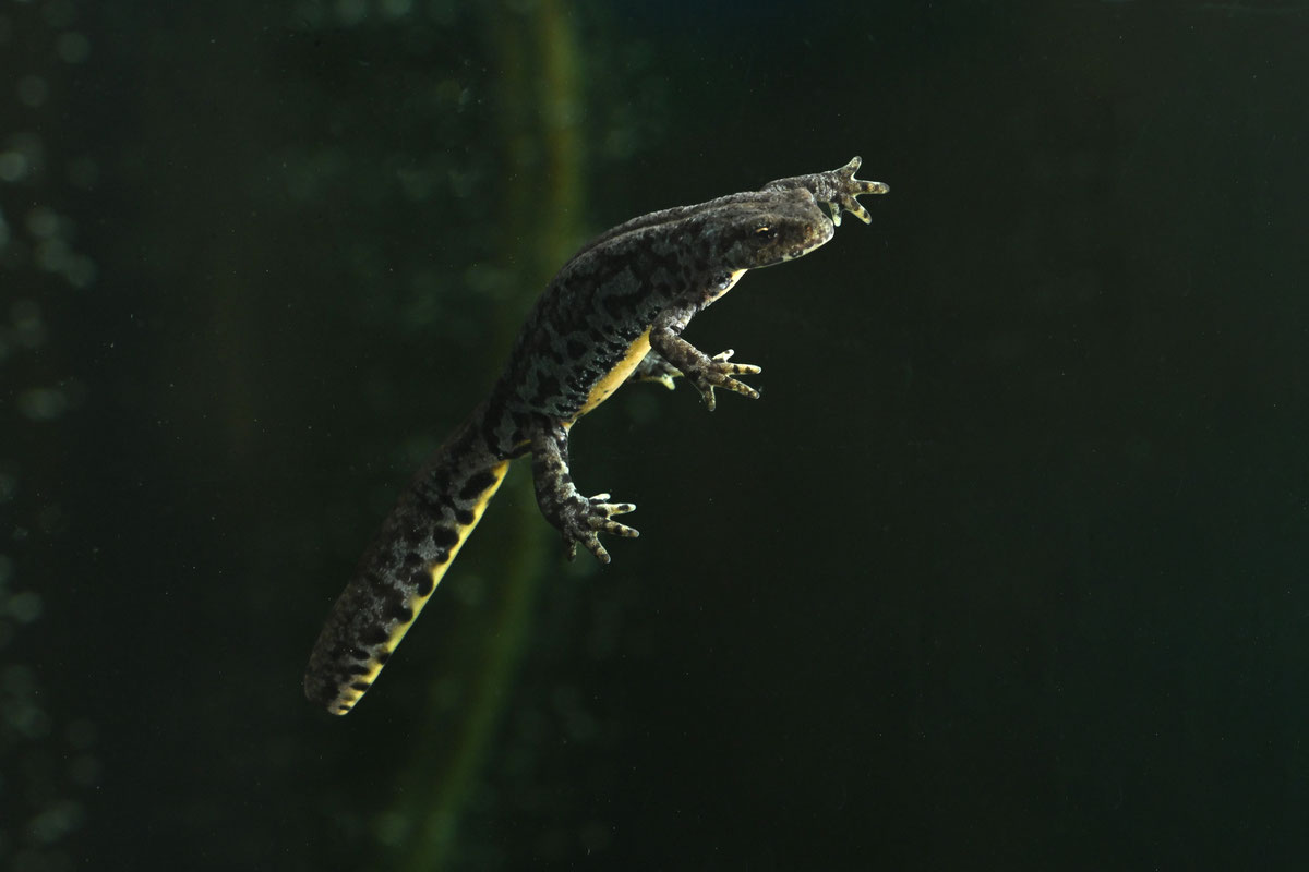Ichythyosaura alpestris reiseri (Werner, 1902) u Zemaljskom muzeju BiH 3