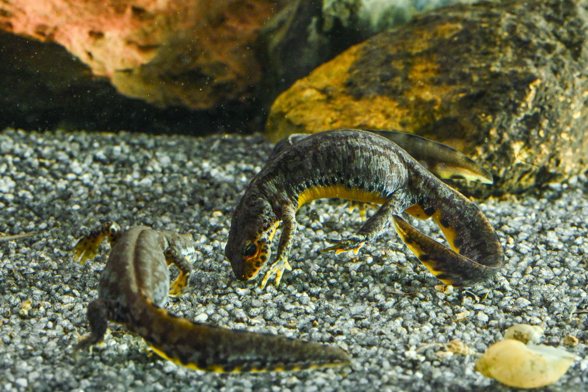 Ichythyosaura alpestris reiseri (Werner, 1902) u Zemaljskom muzeju BiH 2