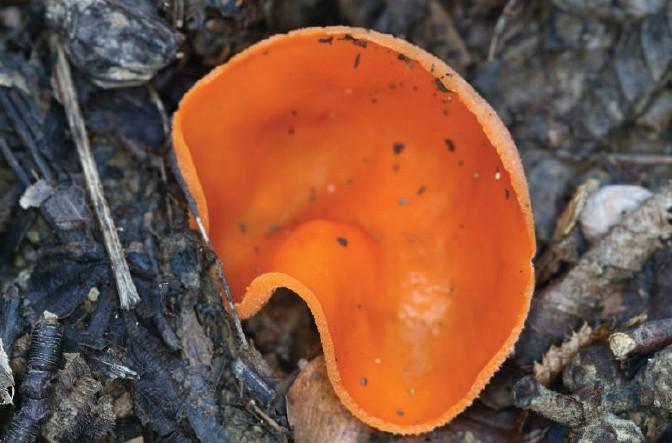 Aleuria aurantia (Pers.) Fuckel, ZP Skakavac