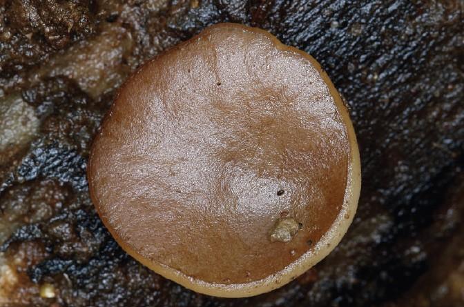 Pachyella pseudosuccosa (Le Gal) Pfister, ZP Skakavac