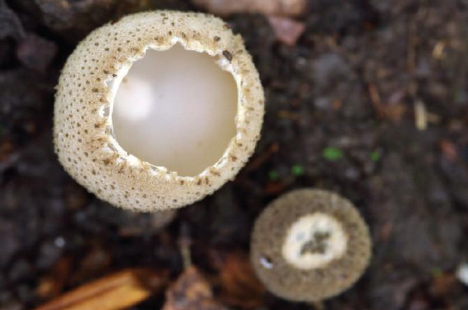 Tarzetta cupularis (L.) Svrček, ZP Skakavac