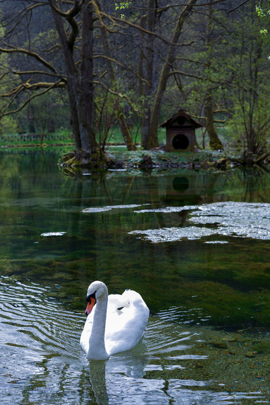 Labud na ZP SP Vrelu Bosne
