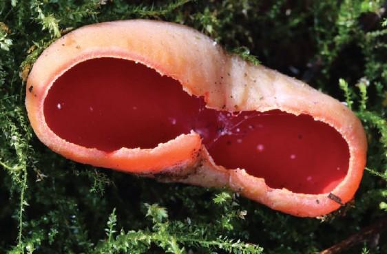 ZP Vrelo Bosne, Sarcoscypha austriaca (Beck ex Sacc) Boud.