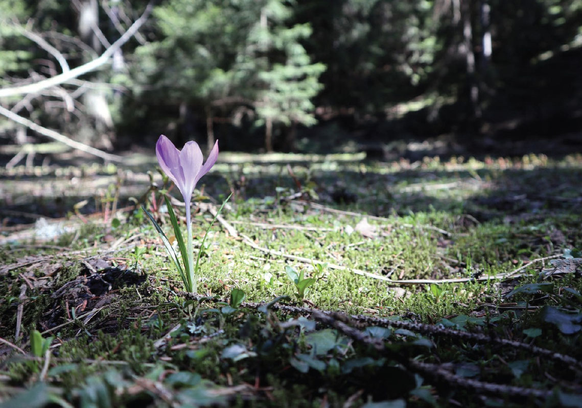 Crocus sp. na Bijambarama
