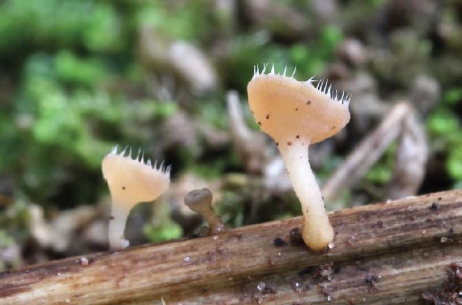 Cyathicula coronata (Bull.) Rehm., ZP Bijambare