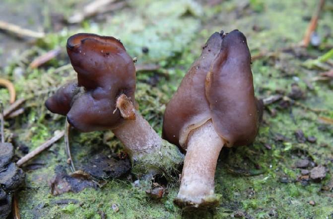 Gyromitra infula (Schaeff.) Quel., ZP Bijambare