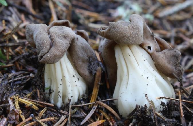 Helvella crispa Bull., ZP Bijambare