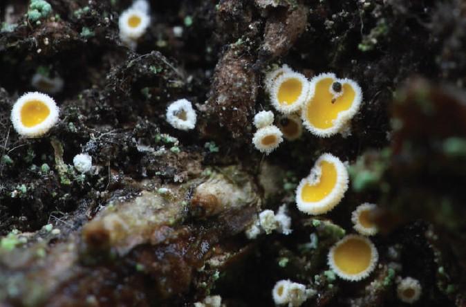 Lachnellula resinaria (Cooke & W.Phillips) Rehm., ZP Bijambare