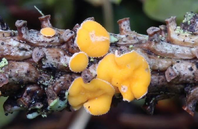 Lachnellula splendens (J.Schrot.) Baral & Matheis, ZP Bijambare