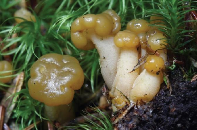 Leotia lubrica (Scop.) Pers, ZP Bijambare