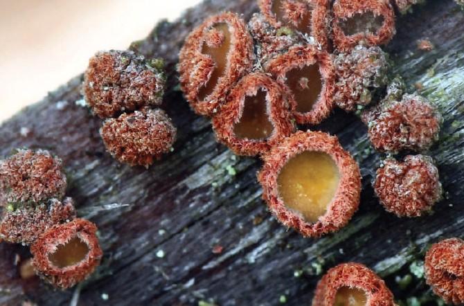 Perrotia flammea (Alb.&Schwei.) Boud., ZP Bijambare