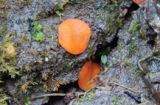 Scutellinia crucipila (Cooke & W.Phillips) J.Moravec, ZP Bijambare