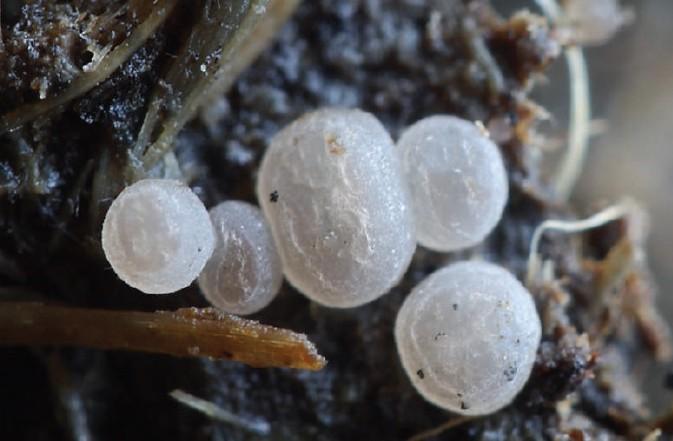 Thecotheus pelletieri (P.Crouan & H.Crouan) Boud., ZP Bijambare
