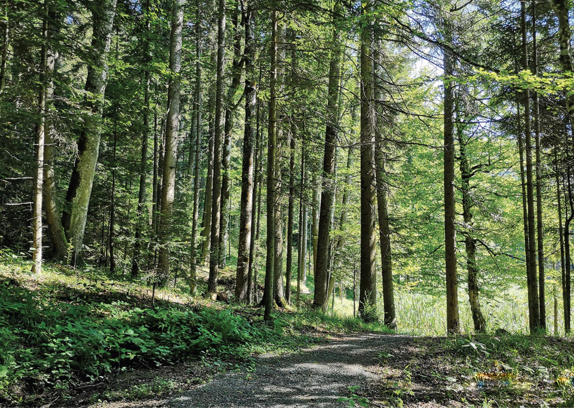 Šetnica do Paučkog jezera