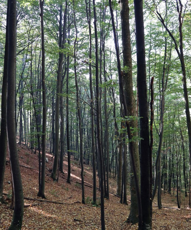 Prašuma Studešnica